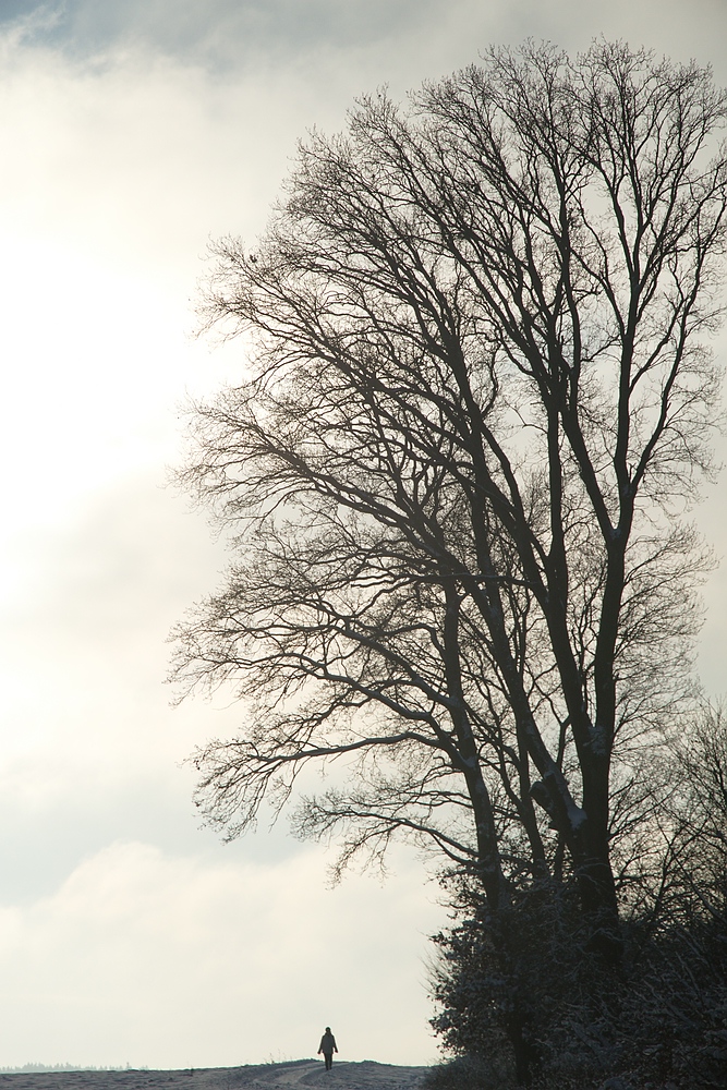 Dem Himmel entgegen