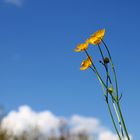 Dem Himmel entgegen