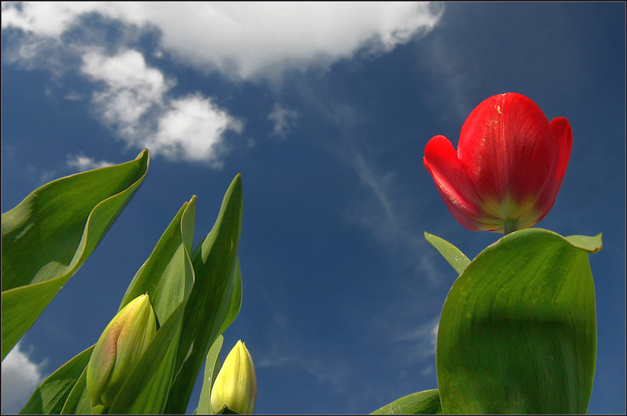 dem Himmel entgegen