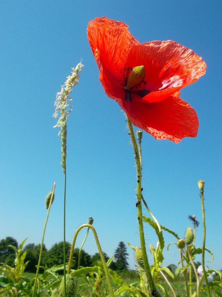 Dem Himmel entgegen...