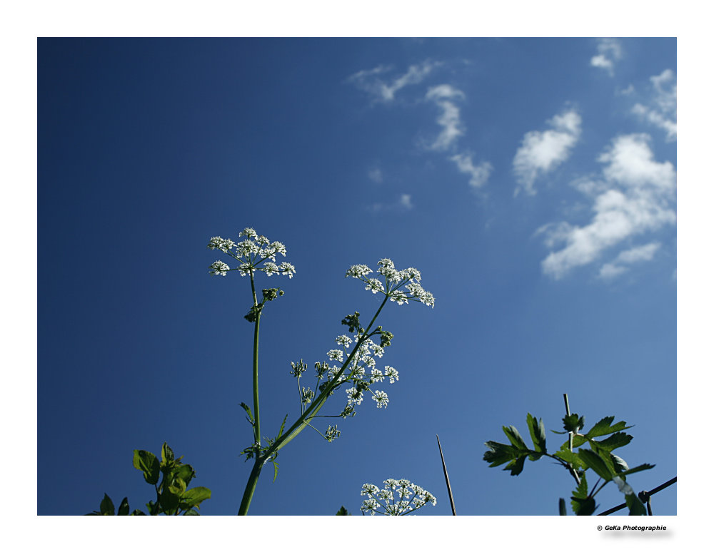 dem Himmel entgegen