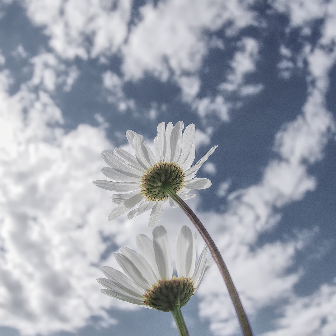 dem Himmel entgegen