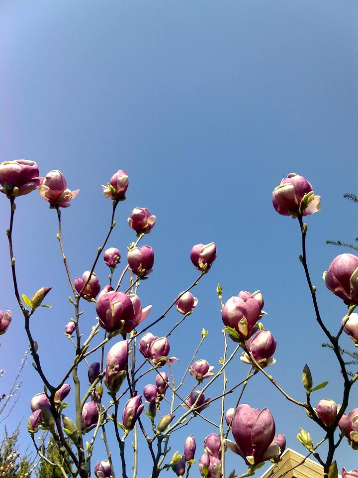 Dem Himmel entgegen