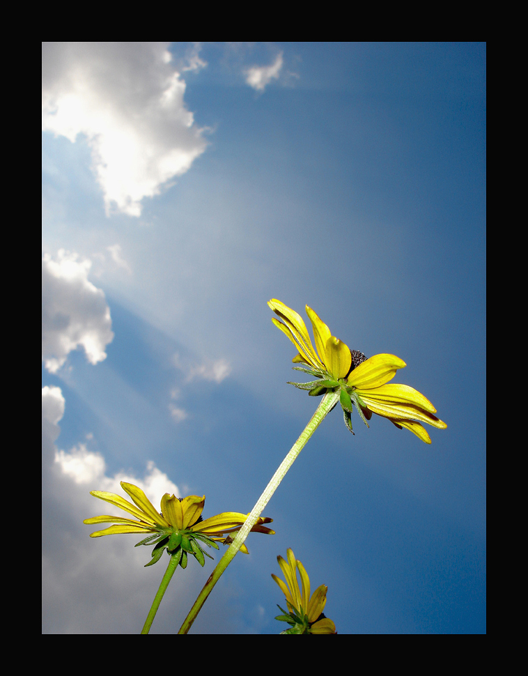 ..dem Himmel entgegen