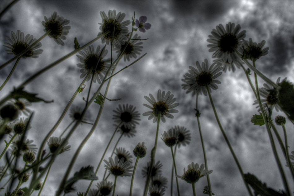 dem Himmel entgegen HDR