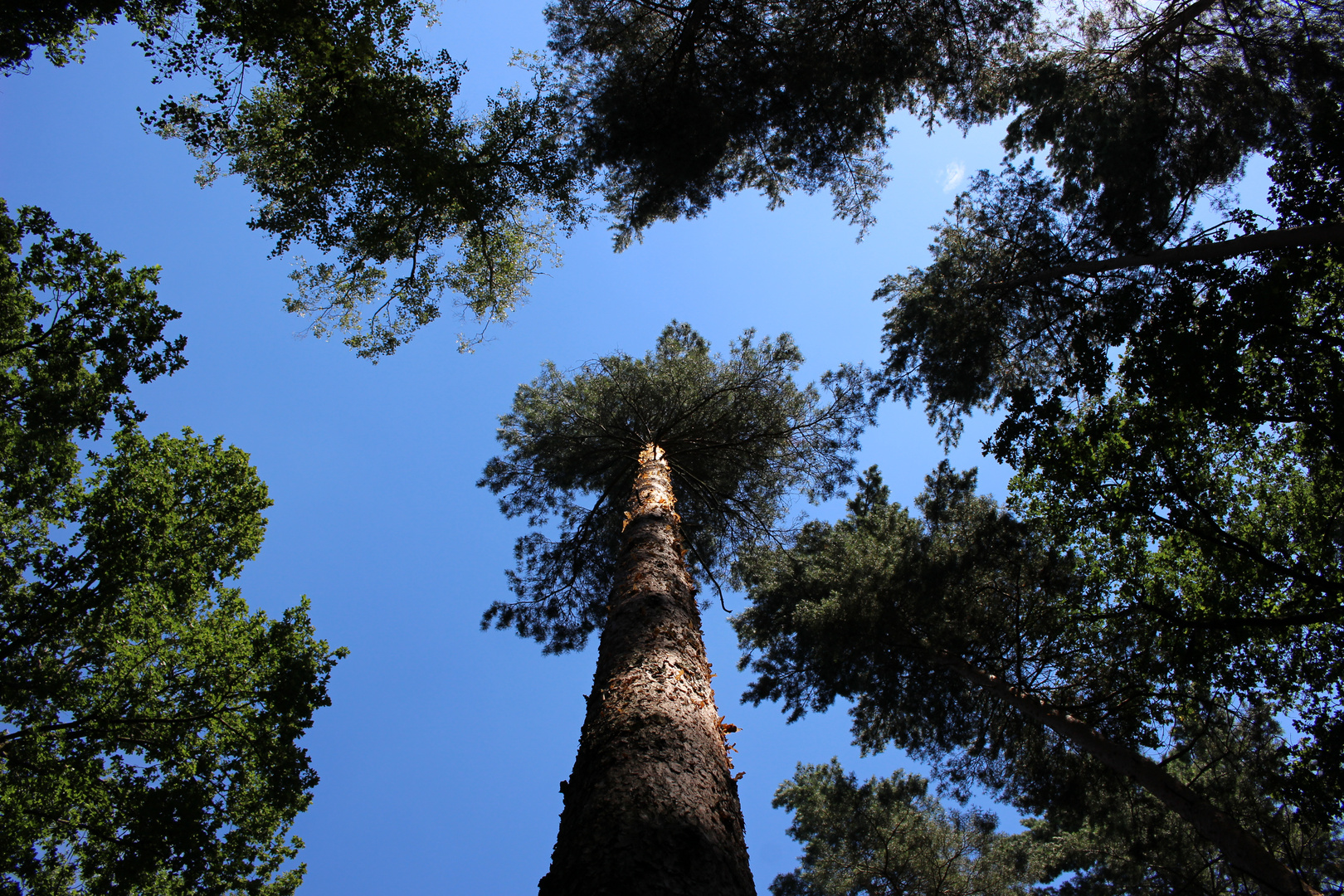 dem Himmel so fern