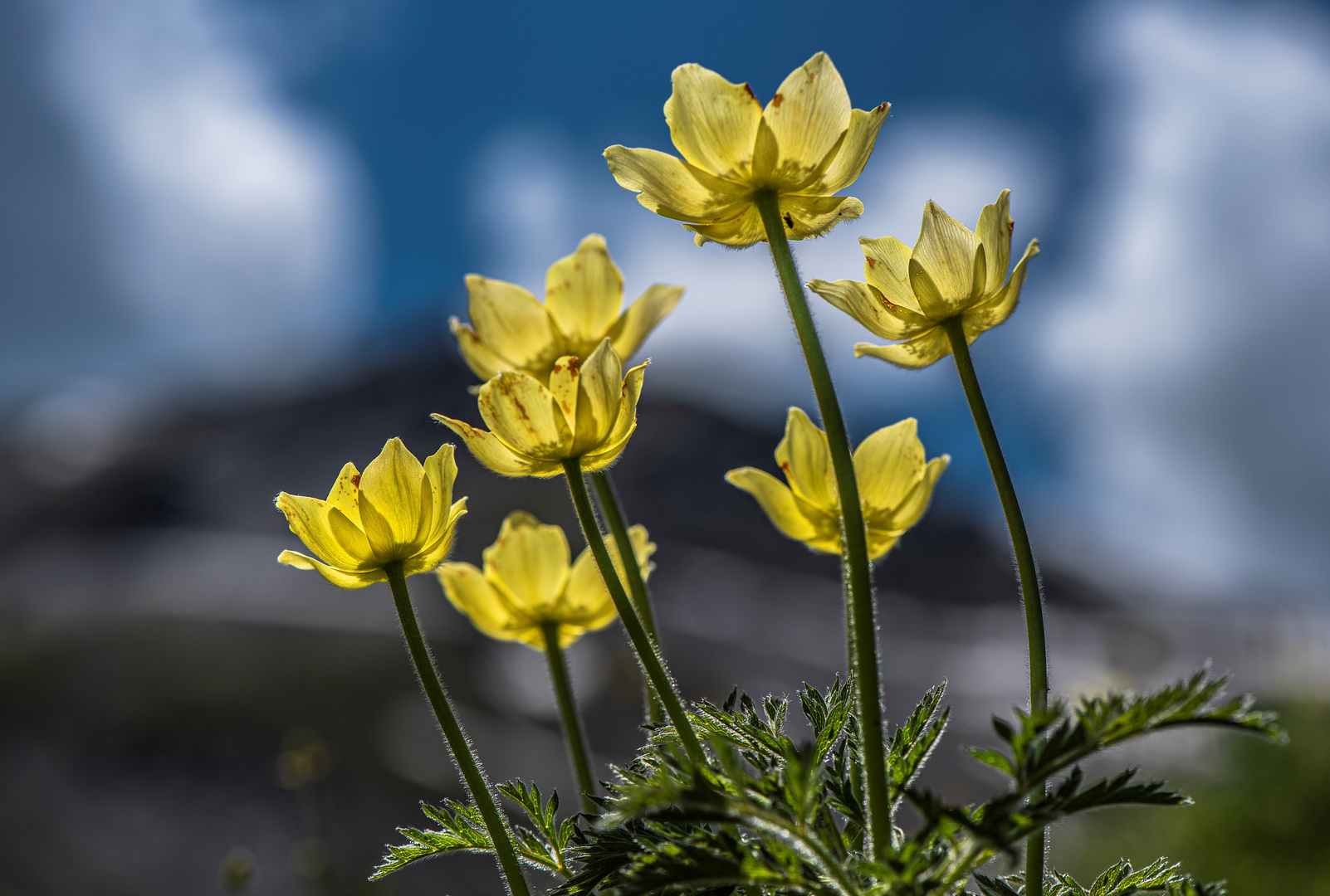 Dem Himmel so nah - Schwefelanemonen