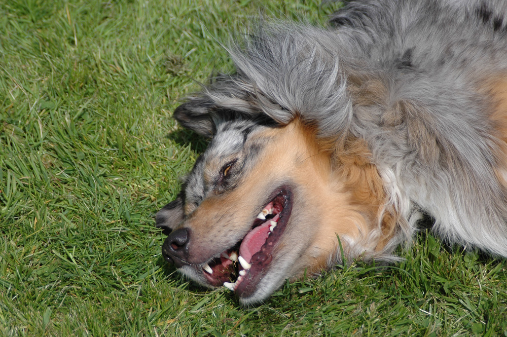 Dem Hund muß man wohl einen Witz erzählt haben