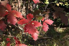 dem Jahresende entgegen in Herbstfarben