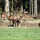 Dem jungen Hirsch wird es zu voll. Er wird aggressiv