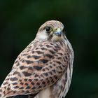 Dem jungen Turmfalken (Falco tinnunculus) . . .