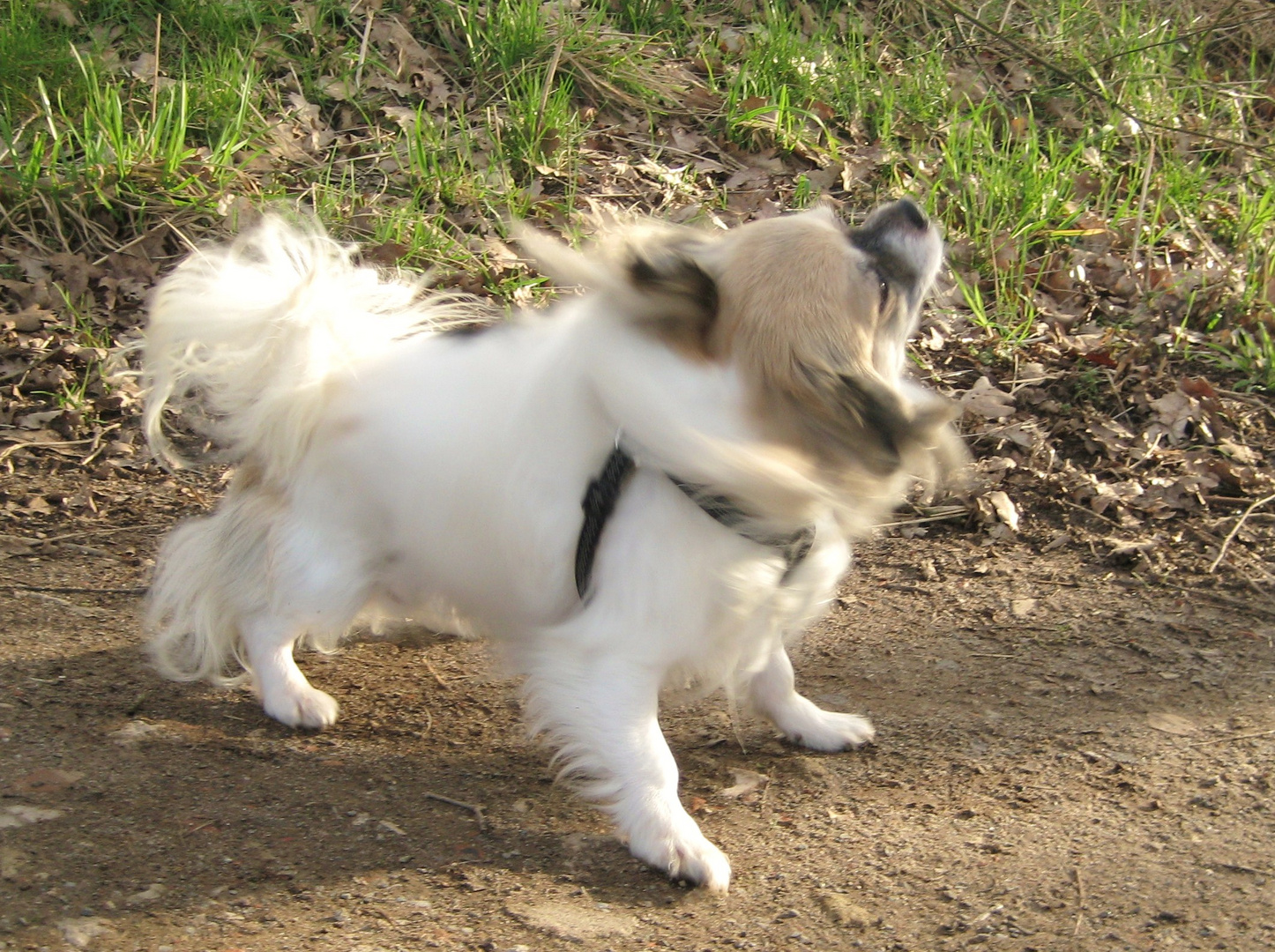 Dem kleinen Chihuahua Nando juckt das Fell!