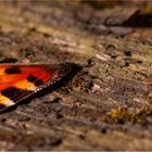 Dem kleinen Fuchs (Aglais urticae)