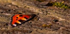 Dem kleinen Fuchs (Aglais urticae)