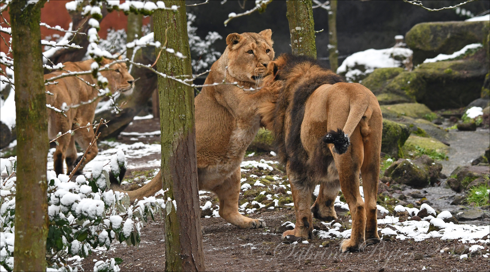 Dem König...