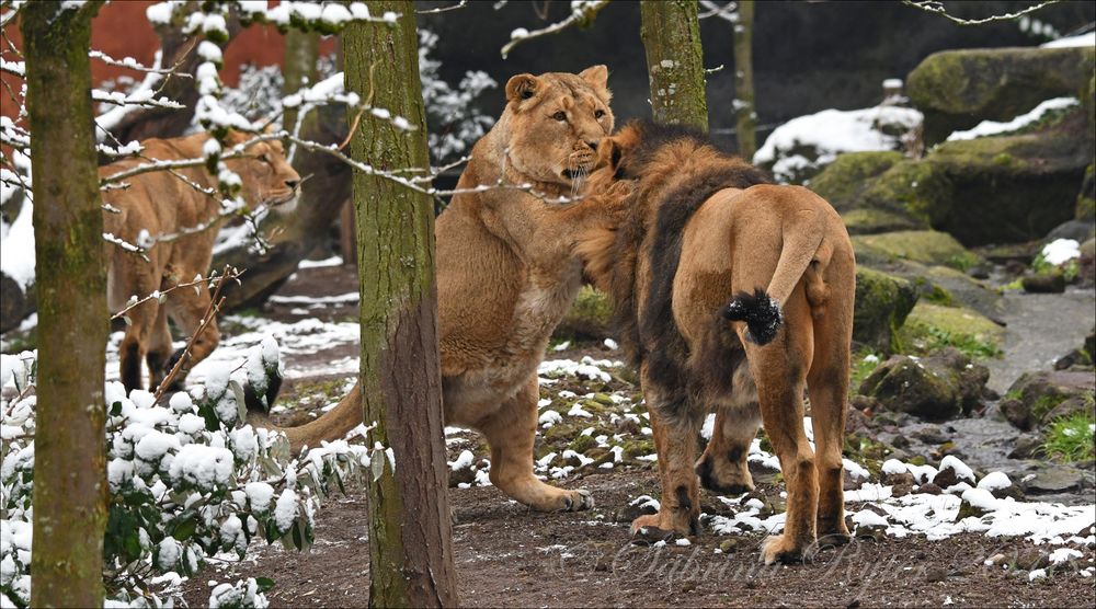 Dem König...