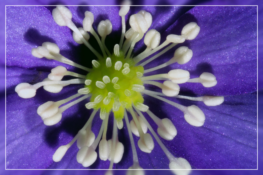 Dem Leberblümchen (Anemone hepatica) ins Herz geschaut