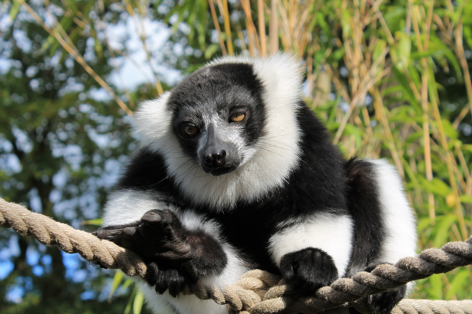 Dem Lemur ganz nah....