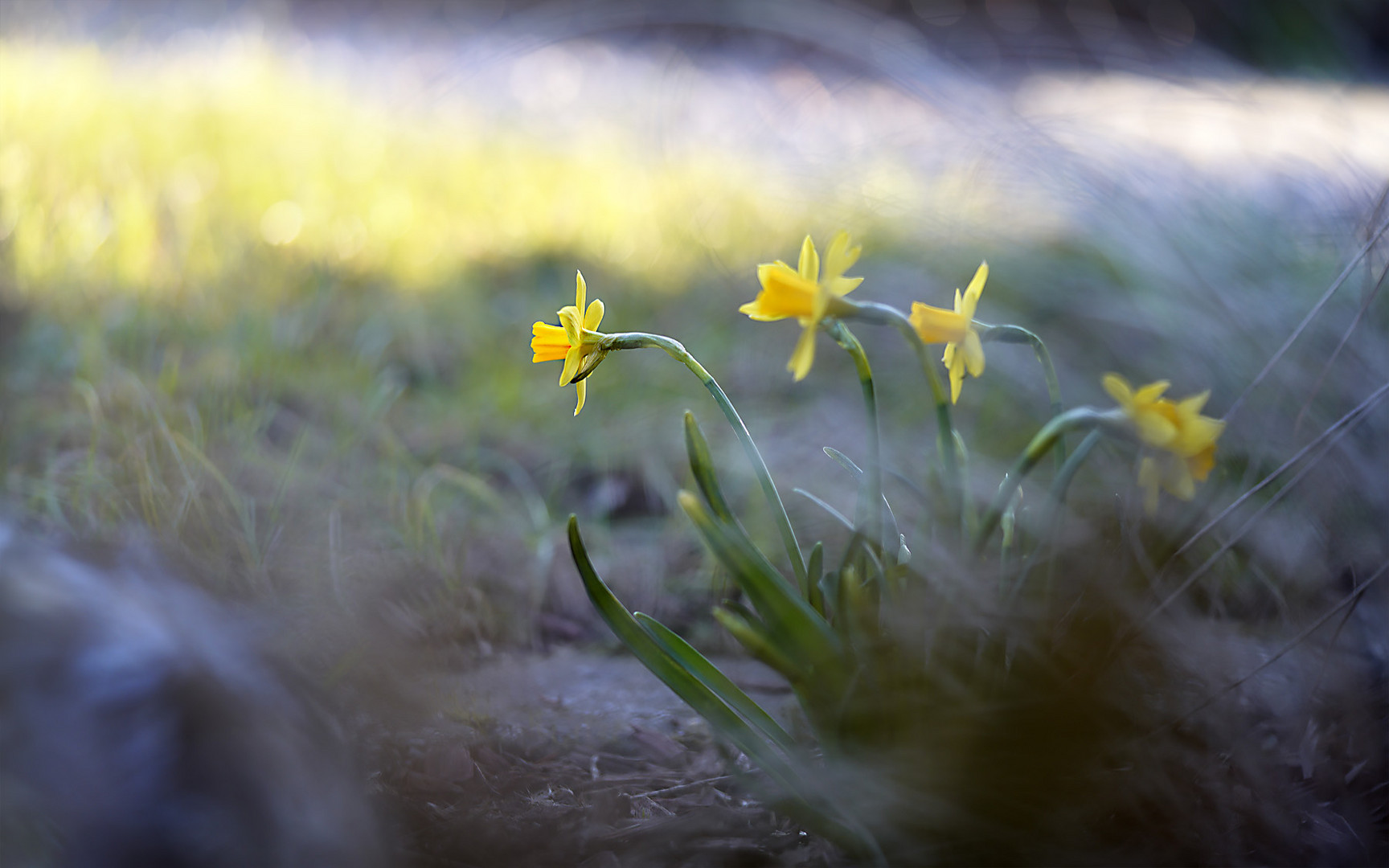 dem licht begegnen und richtung frühling marschieren ...