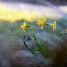 dem licht begegnen und richtung frühling marschieren ...