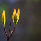 dem Licht entgegen