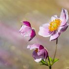 Dem Licht entgegen - Anemonen