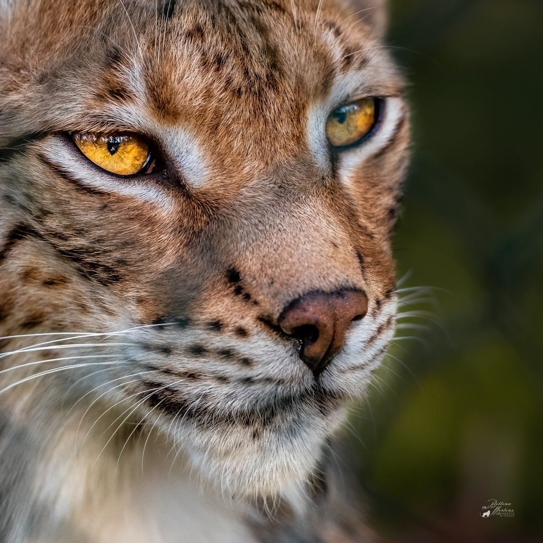 Dem Luchs ganz nah