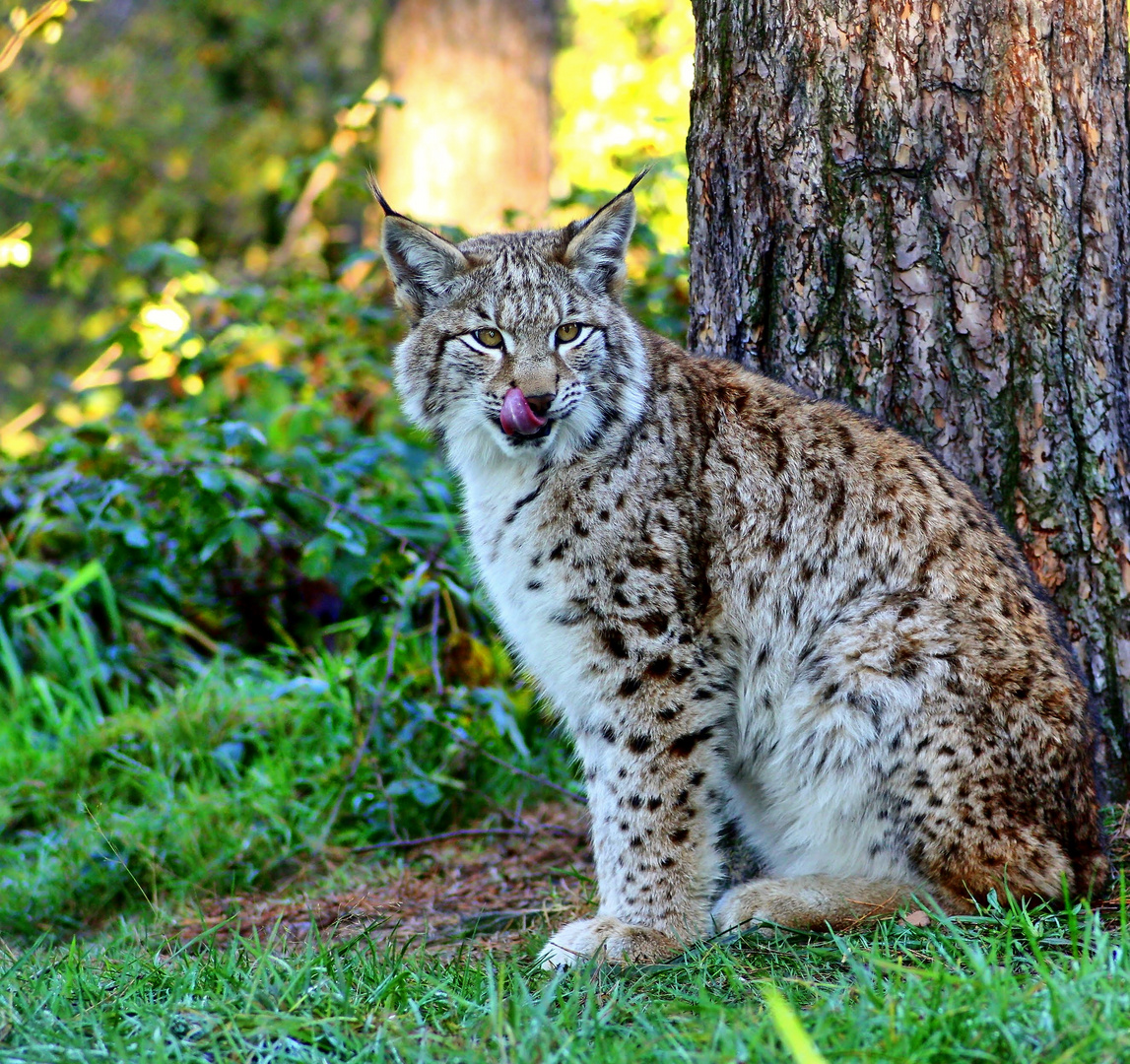 Dem Luchs hat's geschmeckt