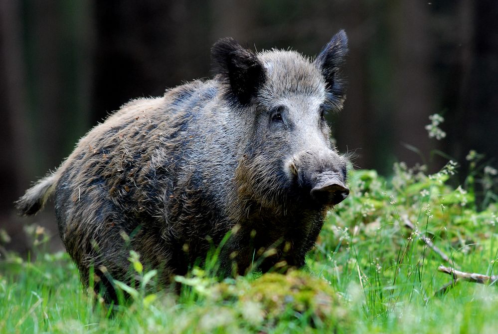 "Dem möchte man nicht im Dunkeln begegnen"