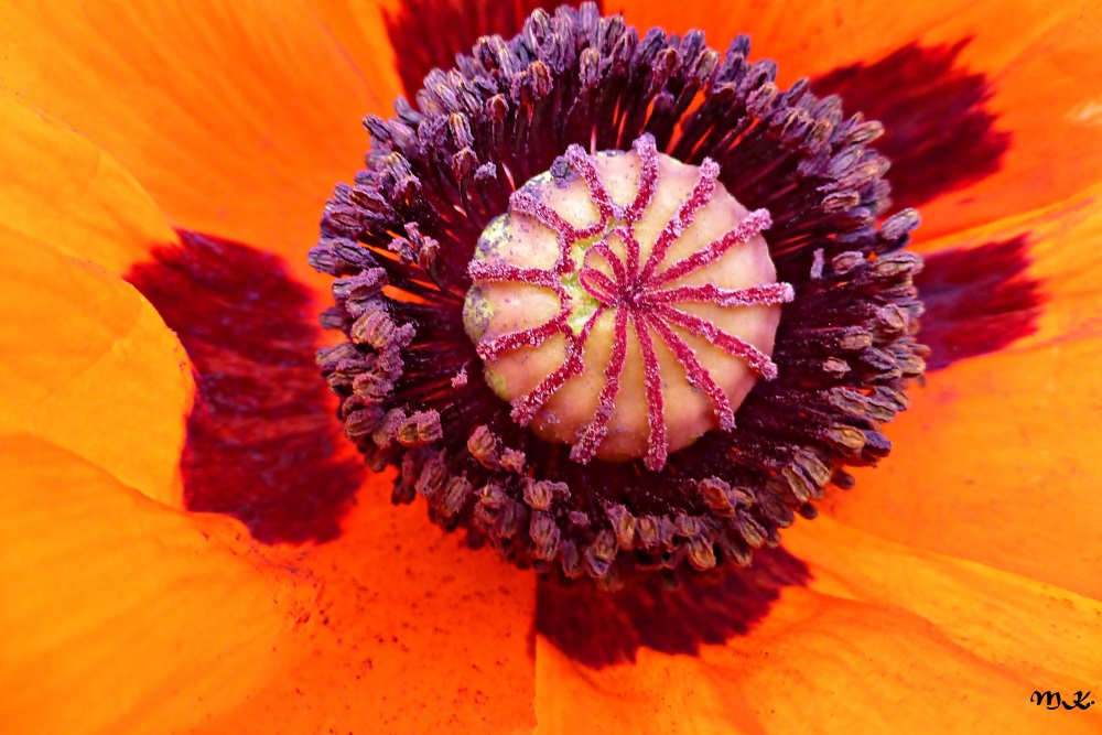 Dem Mohn.....