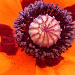 Dem Mohn.....