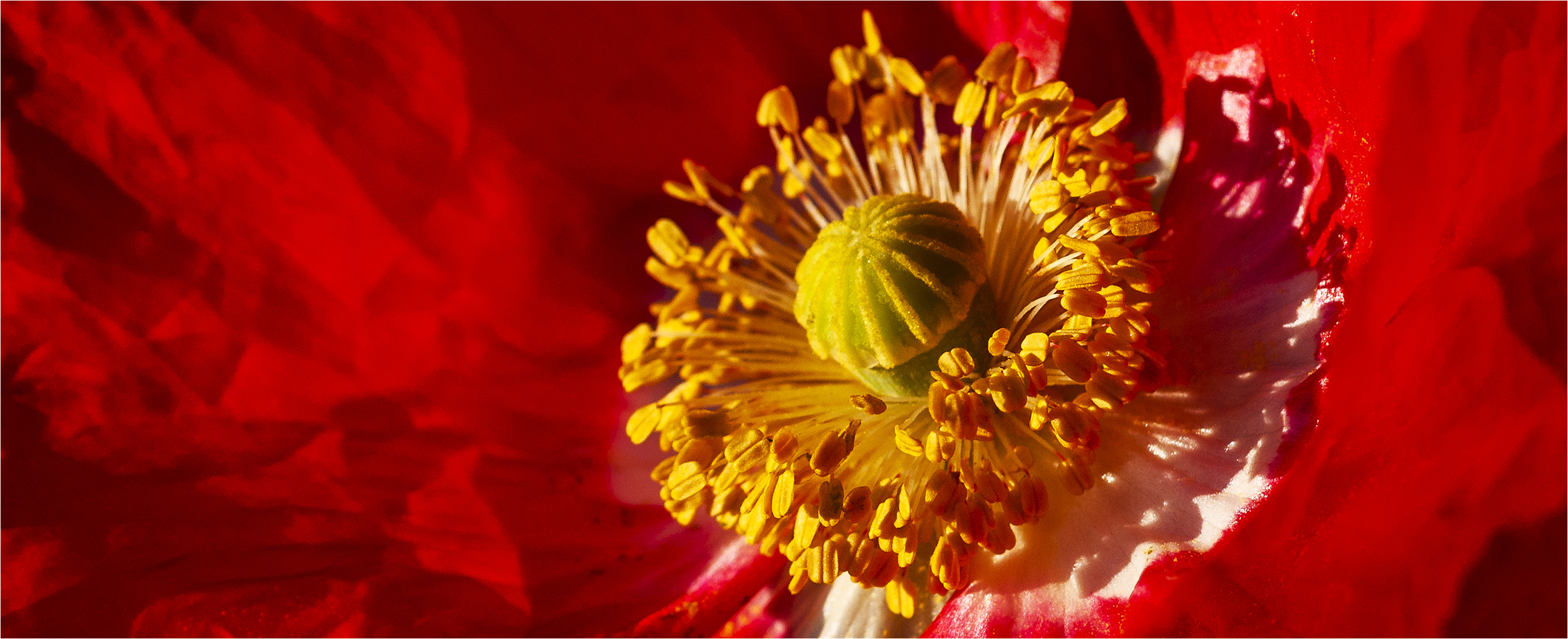 … Dem Mohn auf die Pelle gerückt …