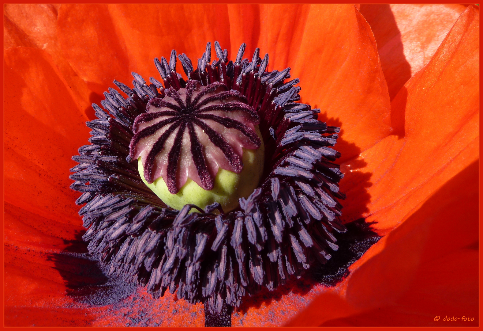 dem Mohn ganz nah gekommen