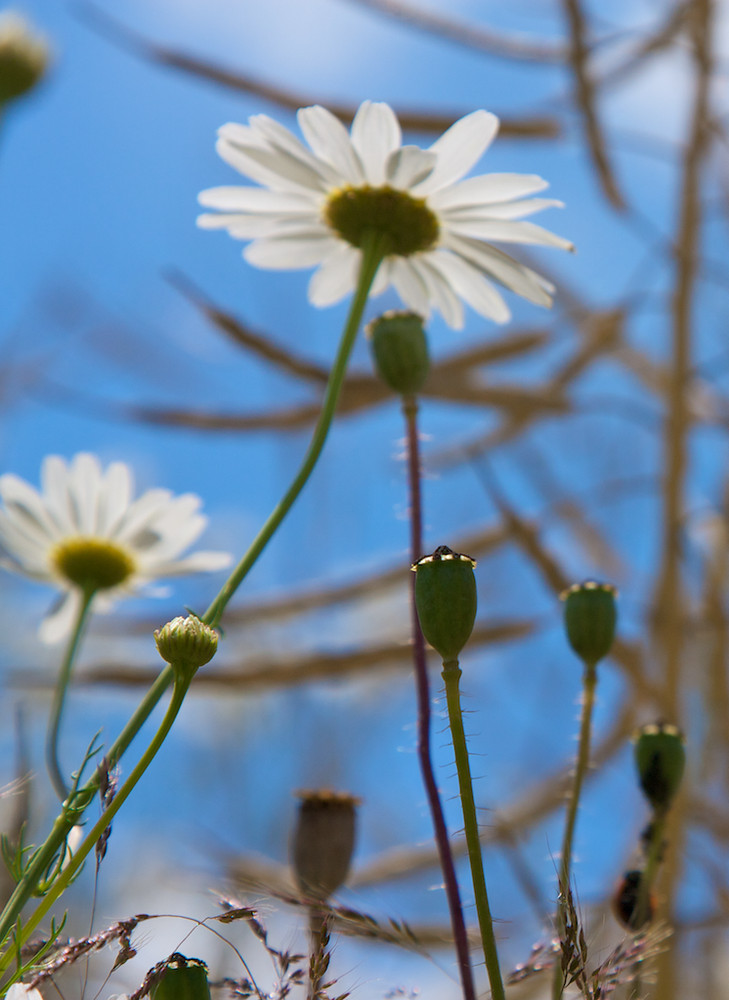 Dem Mohn wurde es zu heiß