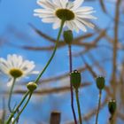 Dem Mohn wurde es zu heiß