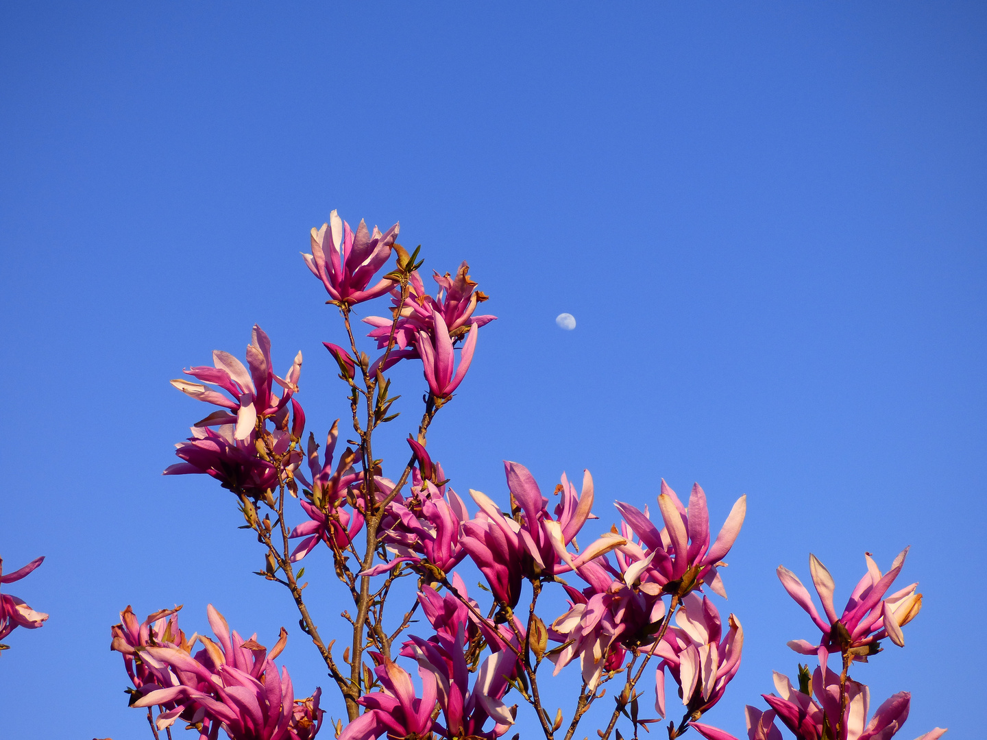 Dem Mond entgegen