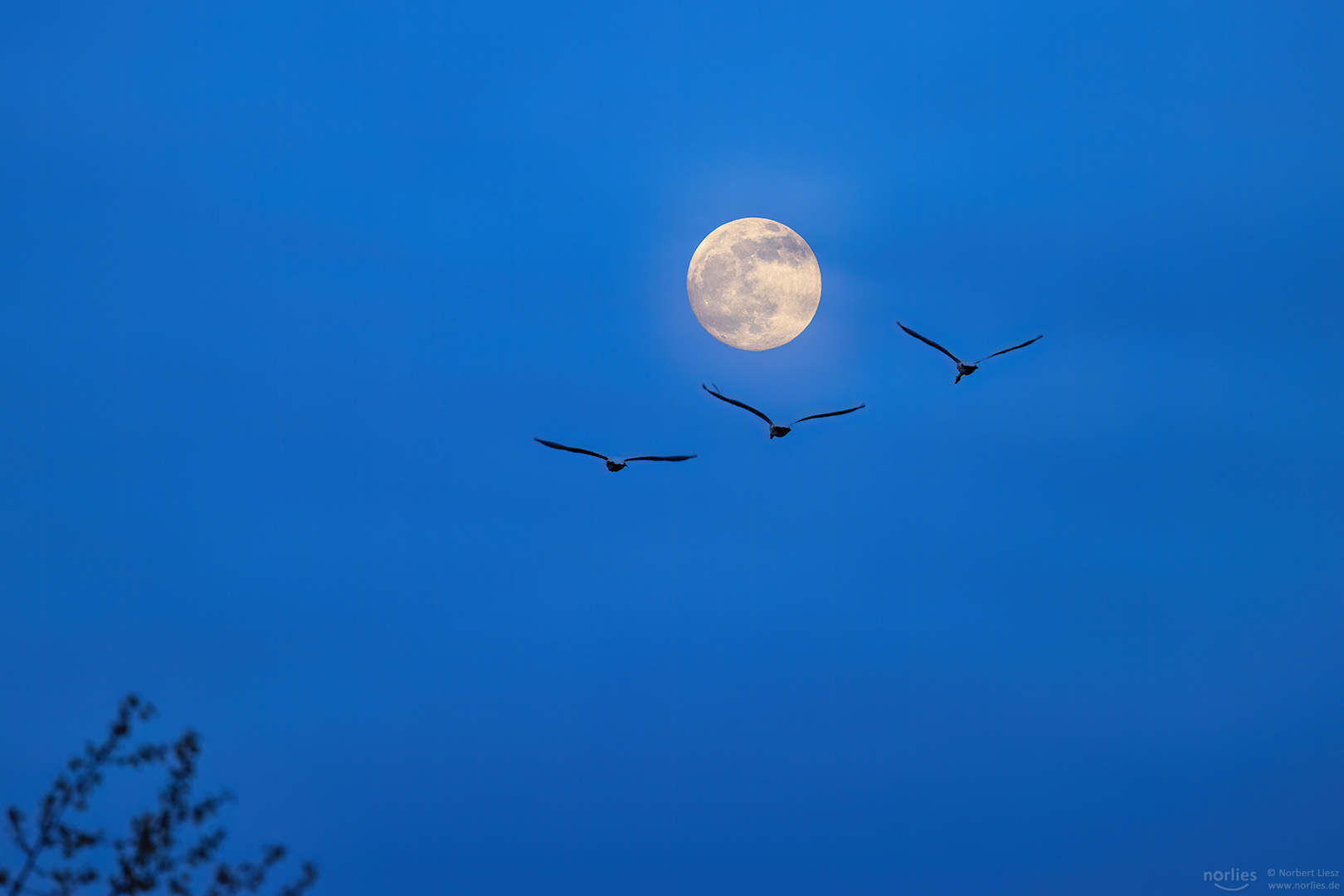 Dem Mond entgegen