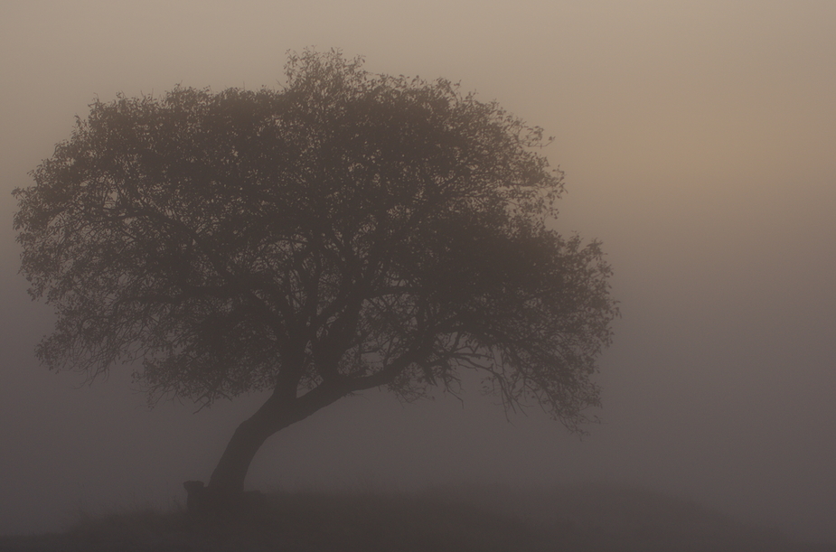 dem Morgenrot entgegen