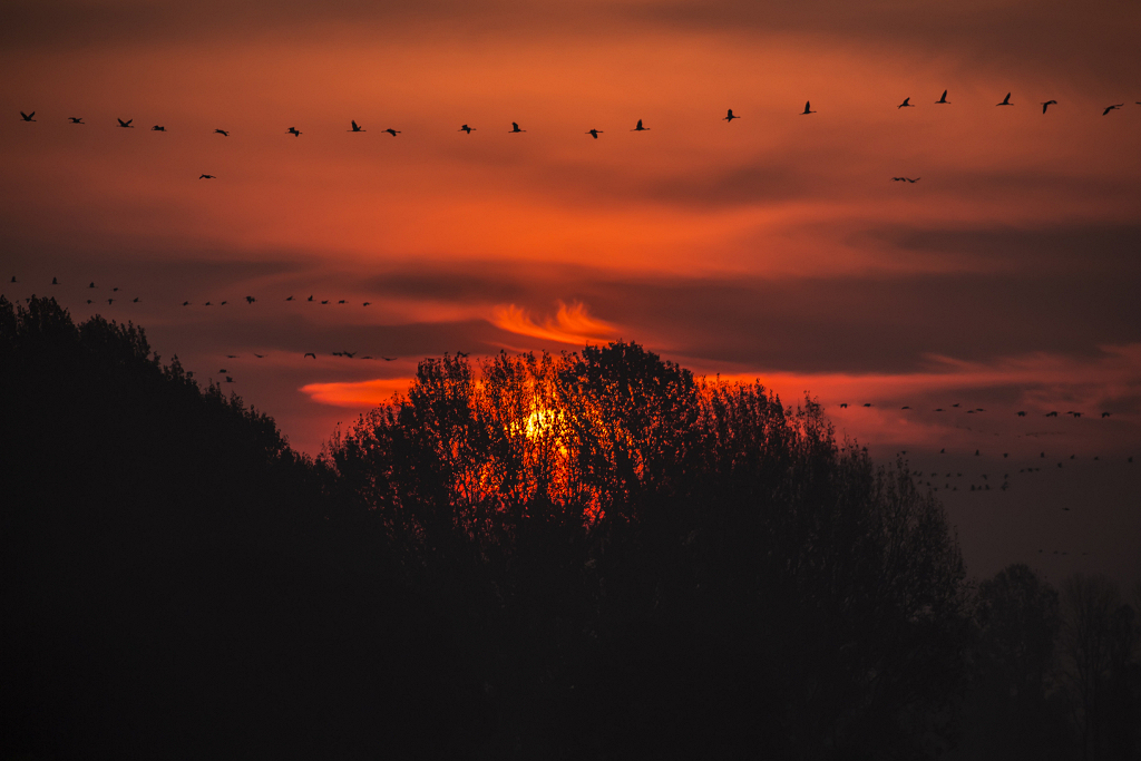 dem morgenrot entgegen