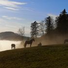 Dem Nebel entkommen