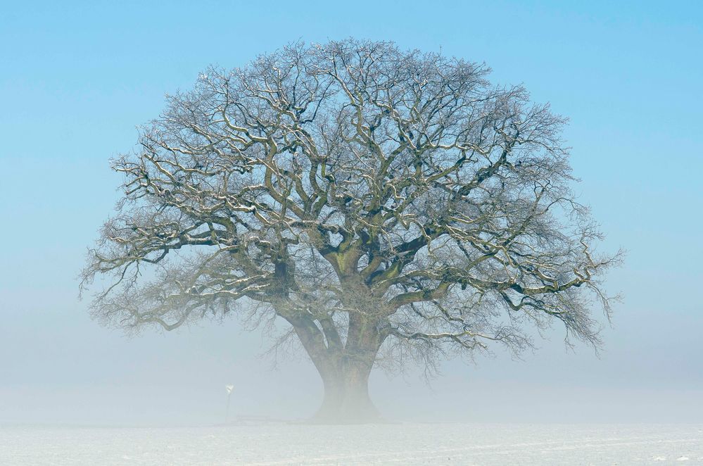 dem Nebel entwachsen