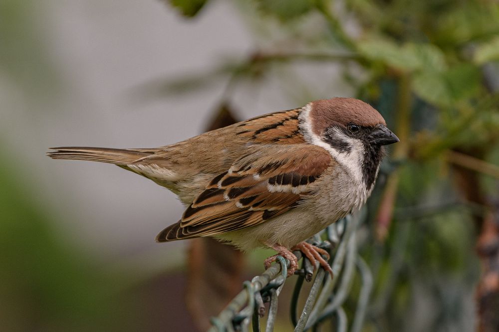 Dem Nest entfleucht