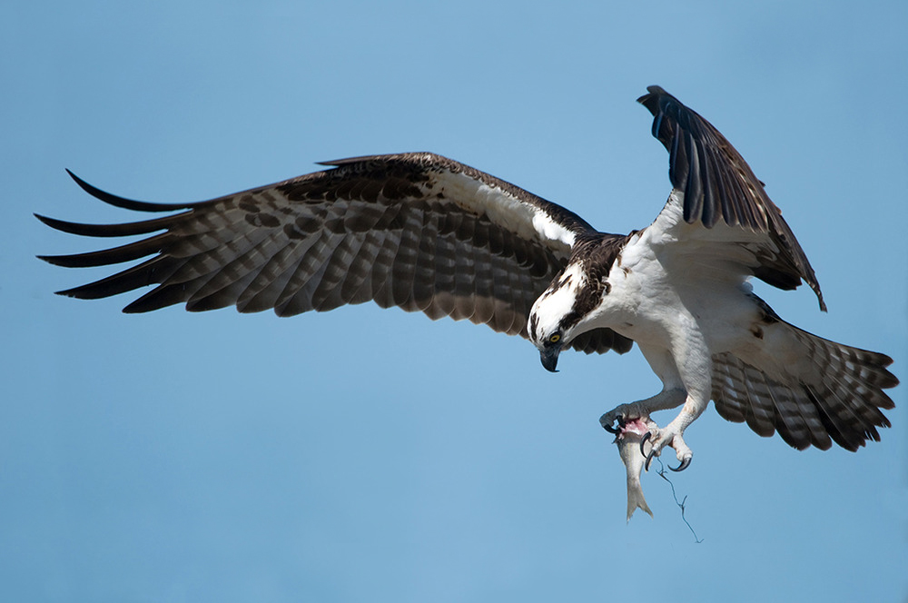 Dem North American Osprey...