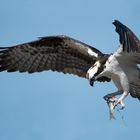 Dem North American Osprey...