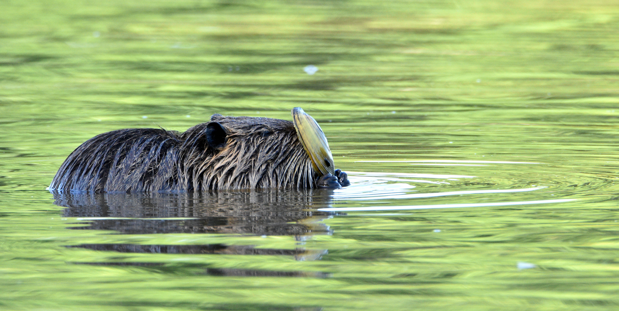 Dem Nutria...