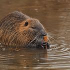 Dem Nutria schmeckt WAS gesund hält!