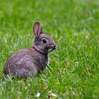 Dem Osterhasen auf der Spur