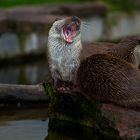 Dem Otter mal In's Maul geschaut