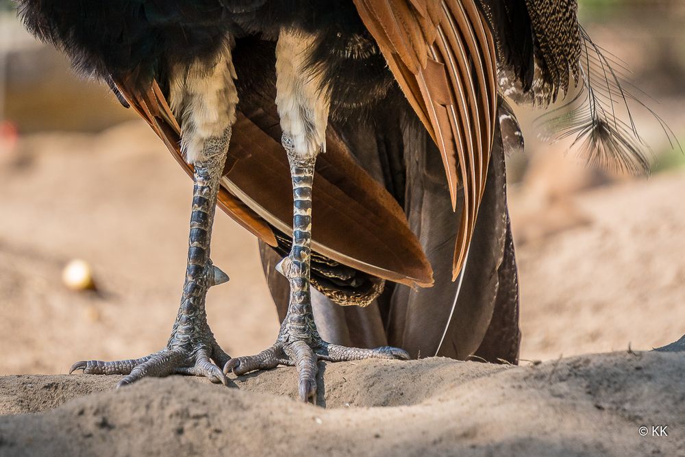 Dem Pfau auf die Füsse geschaut