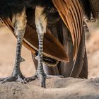 Dem Pfau auf die Füsse geschaut